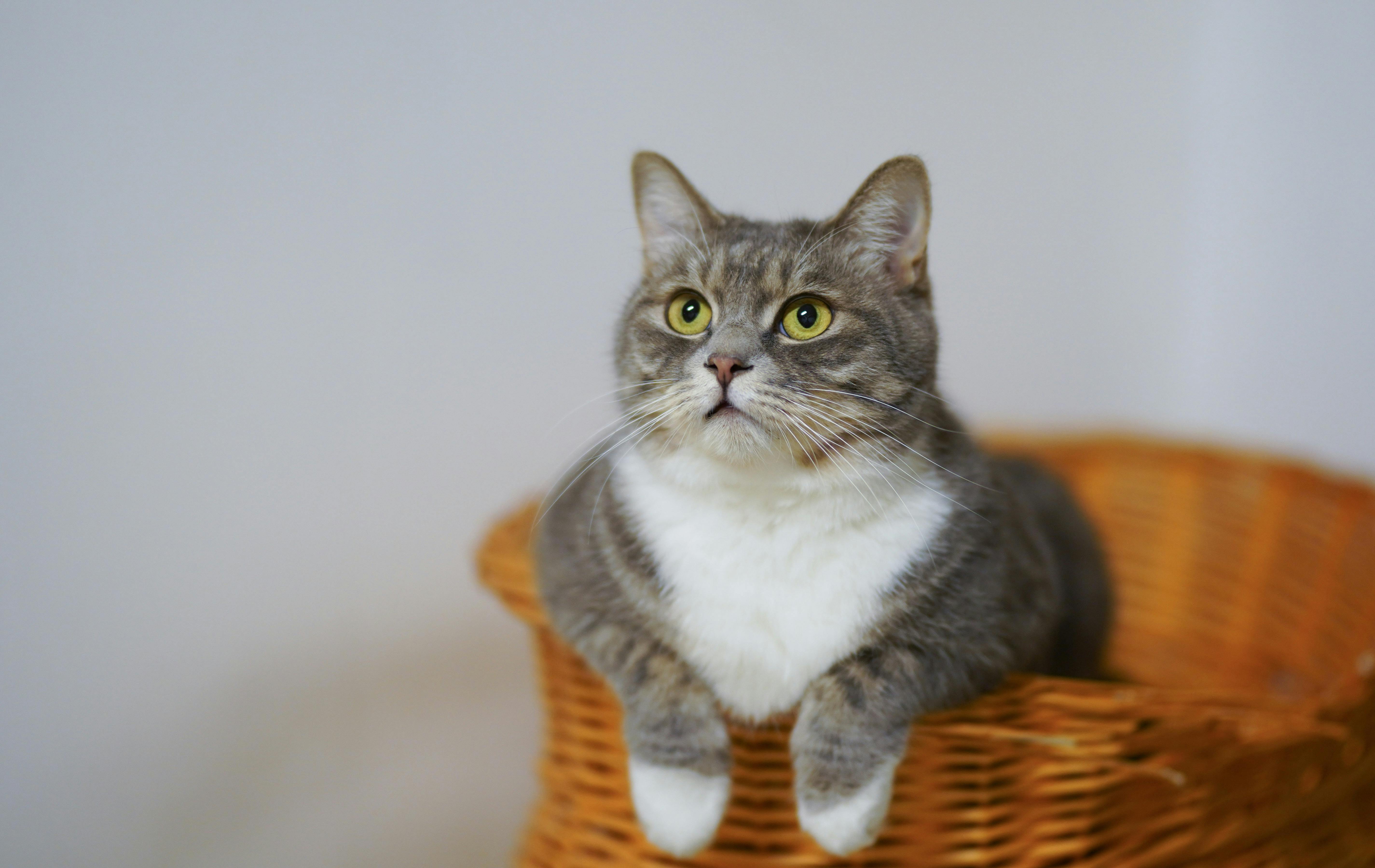 Chat